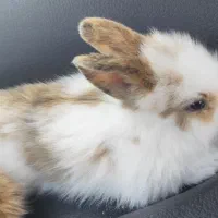 خرگوش لوپ دوماهه|موش و خرگوش|پرند, فاز ۴|دیوار