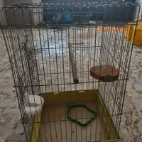 قفس کاسکو ومعمولی