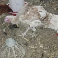 تخم بوقلمون و مرغ|حیوانات مزرعه|بندرعباس, |دیوار