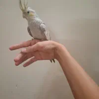 عروس هلندی دستی بالغ ماده|پرنده|شاهدشهر, |دیوار