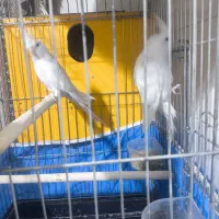 عروس هلندی|پرنده|مهریز, |دیوار