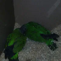 جفت مولد فروشی