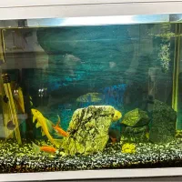 آکواریوم شیشه خم