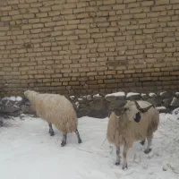 قوچ|حیوانات مزرعه|قره ضیاالدین, |دیوار