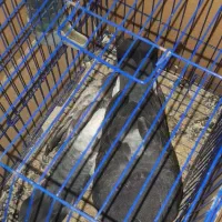 کبوتر دم چتری پاپر