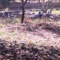 قلو قاضی خومالی|حیوانات مزرعه|پیرانشهر, |دیوار