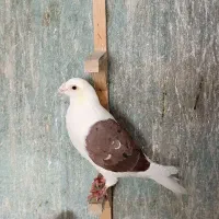 پشت گراف سرخ پر خال سیا نر|پرنده|گلبهار, بیزکی|دیوار