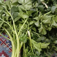 کرفس کوهی تازه