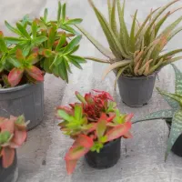 گلهای طبیعی متنوع