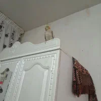 طوطی عروس هلندی|پرنده|الوند, |دیوار