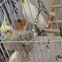 سلام جفت عروس هلندی با ضمانت نطفه|پرنده|شاندیز, |دیوار