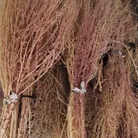 جارو|لوازم نظافت|خرمآباد, |دیوار