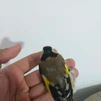 سهره دورگ رسمی کرمونی|پرنده|گلوگاه, |دیوار