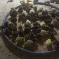 جوجه بلدرچین .تخم نطفه دار.بلدرچین بالغ