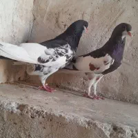 رنگی|پرنده|اهرم, |دیوار