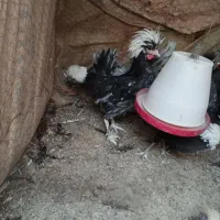 خروس لهستانی|حیوانات مزرعه|نیمروز, |دیوار