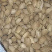 بادام شیرین