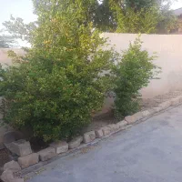 فروش خانه|فروش خانه و ویلا|دوگنبدان, |دیوار