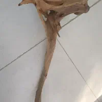 فروش چوب آبنوس برای آکواریوم|ماهی|بروجرد, |دیوار