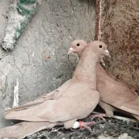 کفترجفتگاه