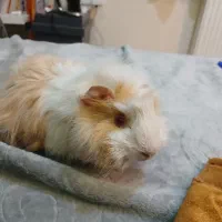 خوکچه هندی|موش و خرگوش|تهران, جنت‌آباد شمالی|دیوار