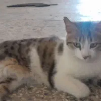 گربه