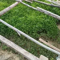 شتیل گوجه فرنگی