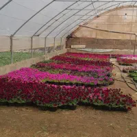 سالن گلخانه اجاره ای