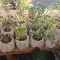 گل گیاه گلدان کاکتوس  ساکولنت شاخ بزی