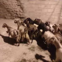 بز آبستن|حیوانات مزرعه|هریس, |دیوار