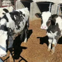 گوساله|حیوانات مزرعه|فیروزه, |دیوار