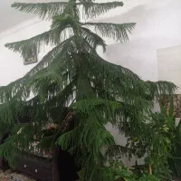 گل کاج مطبق۳متر ۱۶ساله مفت حراج|گل و گیاه طبیعی|ملکان, |دیوار