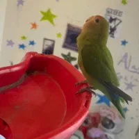 طوطی برزیلی ماده نیاز بجفت داره رو دست وشونه میاد