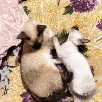 گربه سیامی اصیل|گربه|تبریز, |دیوار