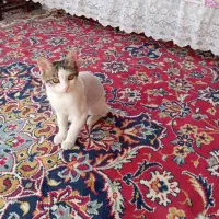 یه گربه خونگی اهلی