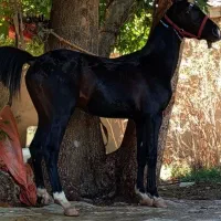 اسب نریان مشکی واکسی روزگاری