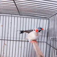 فنچ کرواتی آلبینو مولد و فنچ گلوبریده مولد به شرط|پرنده|تهران, سبلان (لشگر)|دیوار