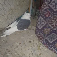 پشت دار|پرنده|بم, |دیوار