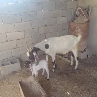 بز سرحال|حیوانات مزرعه|شادگان, |دیوار