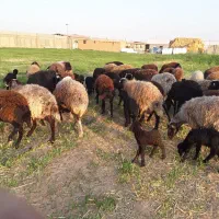 میش و بره شکم اول و دوم