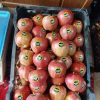 سیب قرمز ارگانیک|خوردنی و آشامیدنی|شیراز, زرهی|دیوار