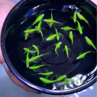 زبرا سوپر باله قیمت عمده ۷هزار|ماهی|تهران, آبشار|دیوار