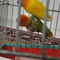 طوطی برزیلی اوپال