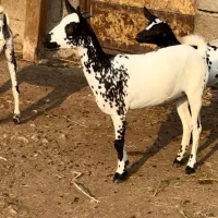 نابی بزغا|حیوانات مزرعه|سمنان, |دیوار