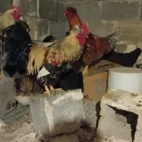 خروس جوان|حیوانات مزرعه|اقلید, |دیوار