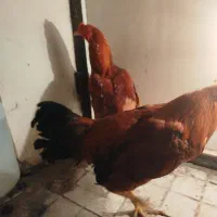 جوجه 6ماهه|حیوانات مزرعه|مشگین شهر, |دیوار