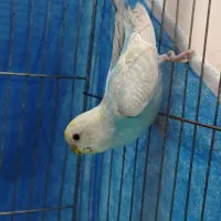 مرغ عشق رینبو رنگین کمانی