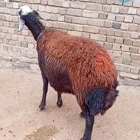 گوسفند|حیوانات مزرعه|بروجرد, |دیوار