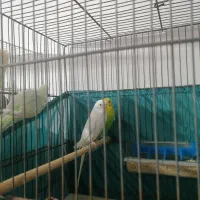 دو جفت مرغ عشق بالغ و مولد|پرنده|قم, شهرک سازمان آب|دیوار