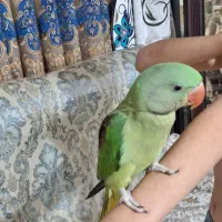 جوجه شاه طوطی نراسکندر چشم مشکی ۳ماهه|پرنده|ملارد, |دیوار